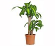 Dracena marginata, 90/60/30, florabella  Florabella