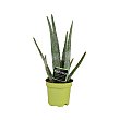 Planta Aloe Vera en maceta de 17 cm. viveros  Viveros